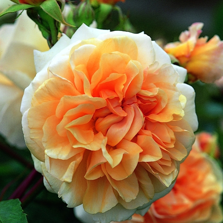 Rose Pegasus (engelsk rose) , barrotad
