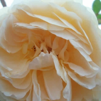 Rose Teasing Georgia (engelsk rose (kan anvendes som slyngrose , barrotad