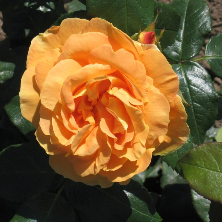 Rose 'Bernstein' (buketrose) barrotad
