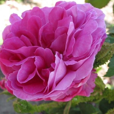 Rose Mousseaux du Japon (centifolia muscosa) , barrotad