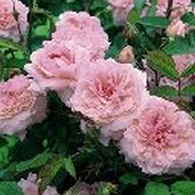 Rose The Mayflower (engelsk rose) , barrotad