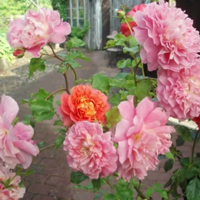 Rose Christopher Marlowe (engelsk rose) , barrotad