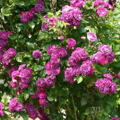 Rose 'Blue Magenta' (historisk slyngrose - Multiflora) barrotad