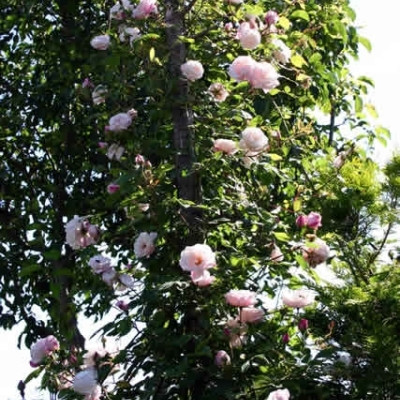 Rose Splendens (arvensis) (historisk slyngrose) , barrotad