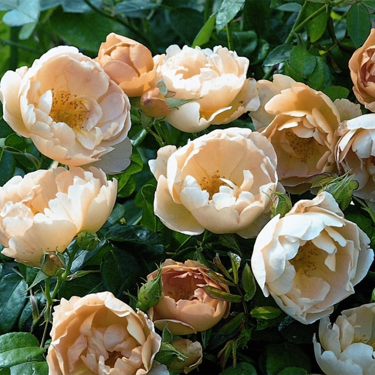 Rose Coniston (engelsk rose) , barrotad
