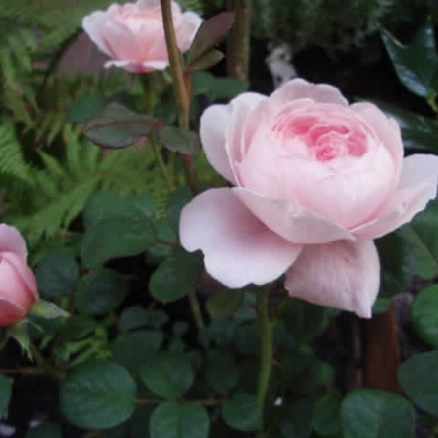 Rose Queen of Sweden (engelsk rose) , barrotad