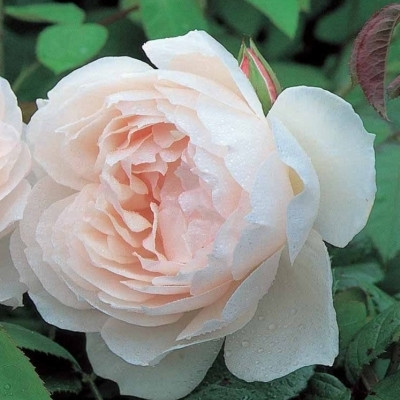 Rose The Generous Gardener (engelsk rose (kan anvendes som slyngrose), barrotad