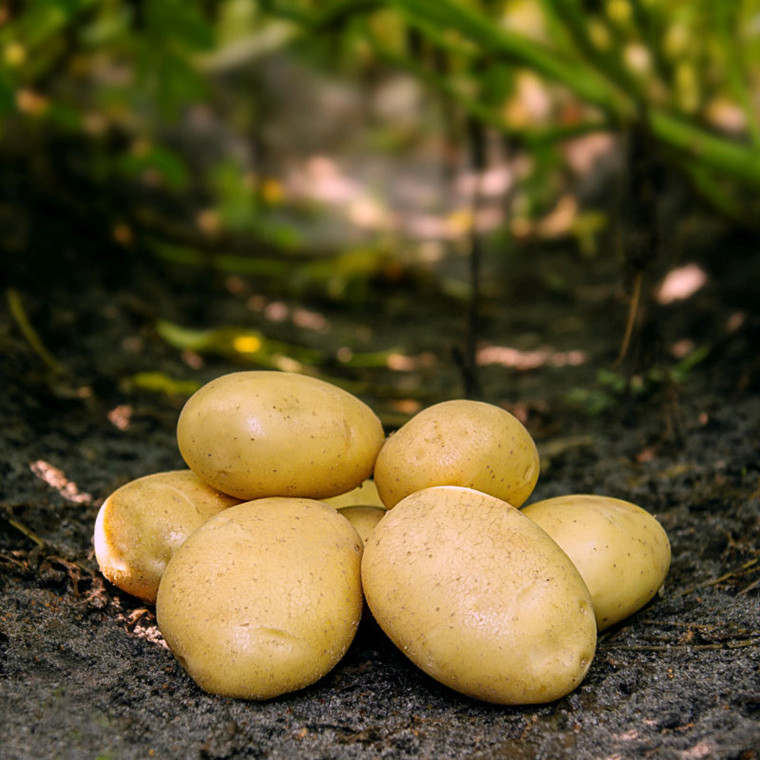 Køb Folva - Læggekartoffel - Pose kg her! | Hurtig og grogaranti planter