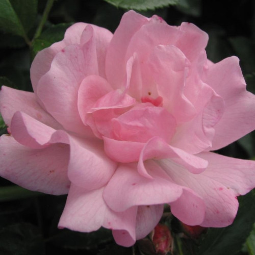 Rose Rosenholm™ (CourtyardRambler),
