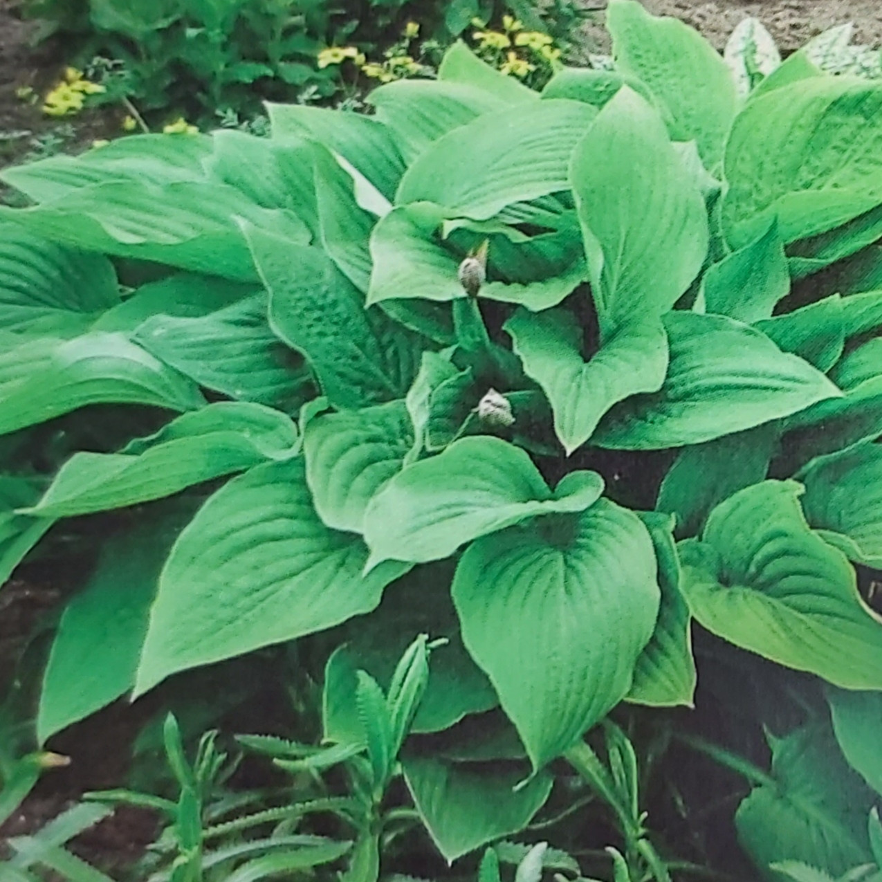 Køb HOSTA hybrid 'Marmalade on Toast' (Funkia) her! Hurtig fragt og