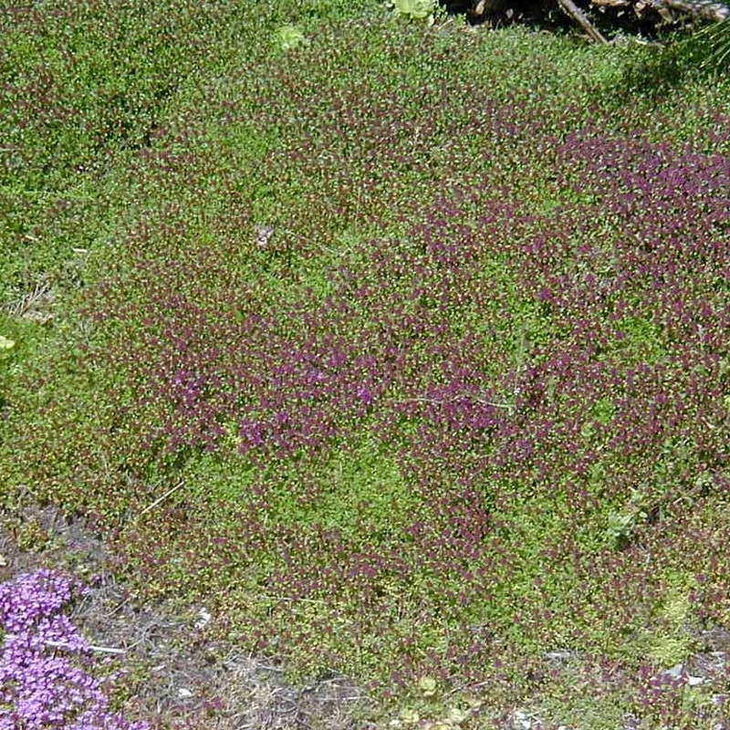 THYMUS praecox 'Coccineus' Smalbladet Timian