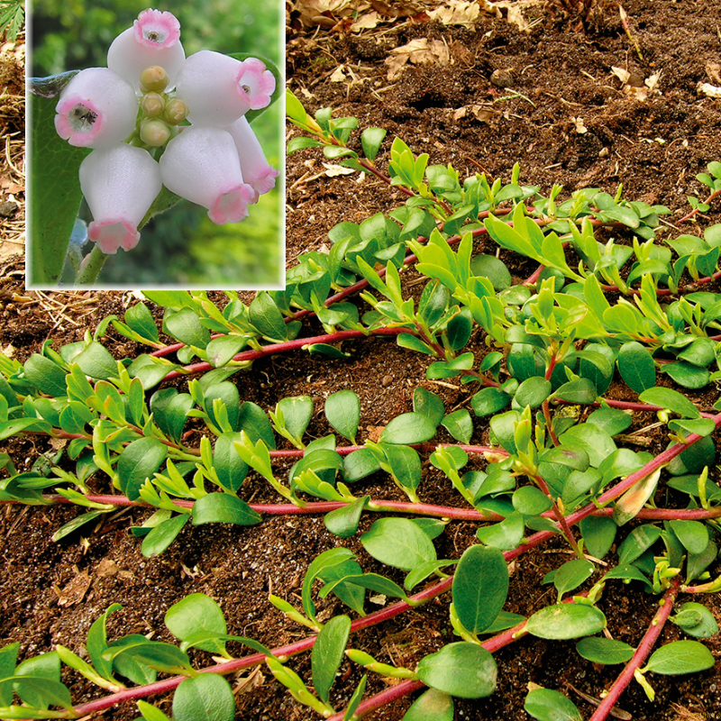 Arctostaphylos uvaursi (Melbærris)