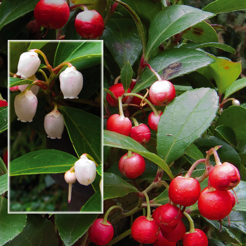 gaultheria-procumbens-bjergte