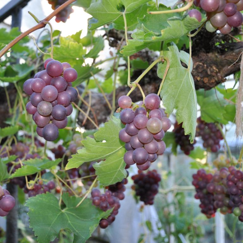 Vinplanter K b Vinplanter Online Her vinplanter-k-b-vinplanter-online-her