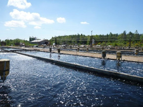Dambrug