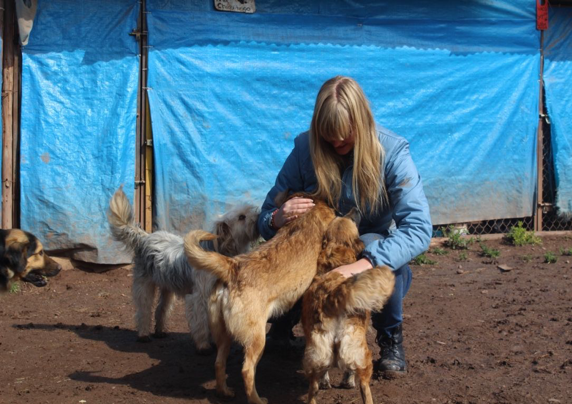 sydamerika peru frivilligt arbejde gadehunde