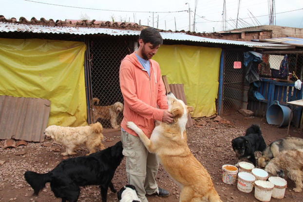 sydamerika peru frivilligt arbejde gadehunde