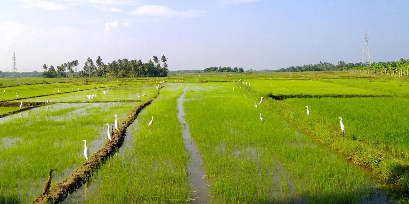 Rismarker med fugle i Sri Lanka