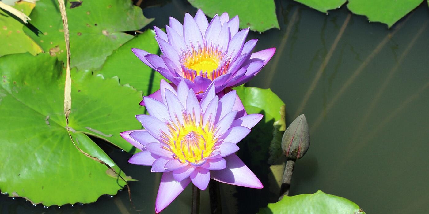 Åkander i den botaniske have i Kandy.