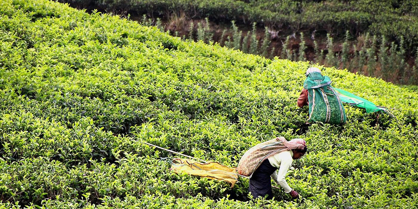 To personer arbejder i markerne på teplantage. 
