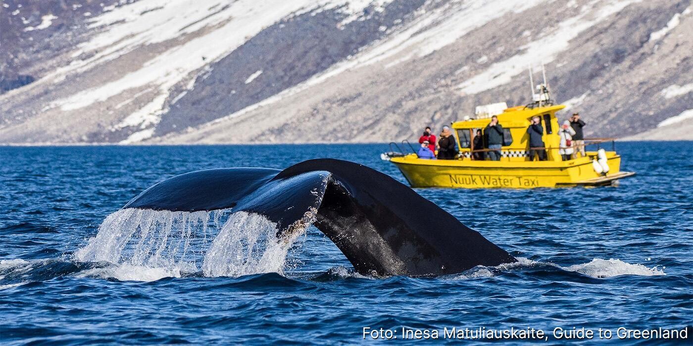 Hvalhale bryder overfladen med Nuuk Water Taxi-båd i baggrunden.