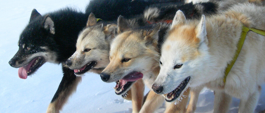 Slædehunde på stribe