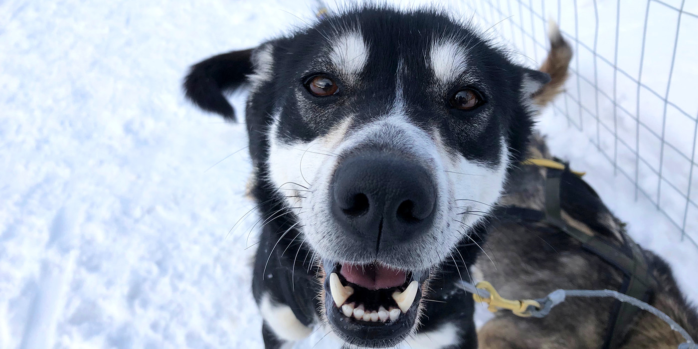 Nærbillede af glad slædehund.