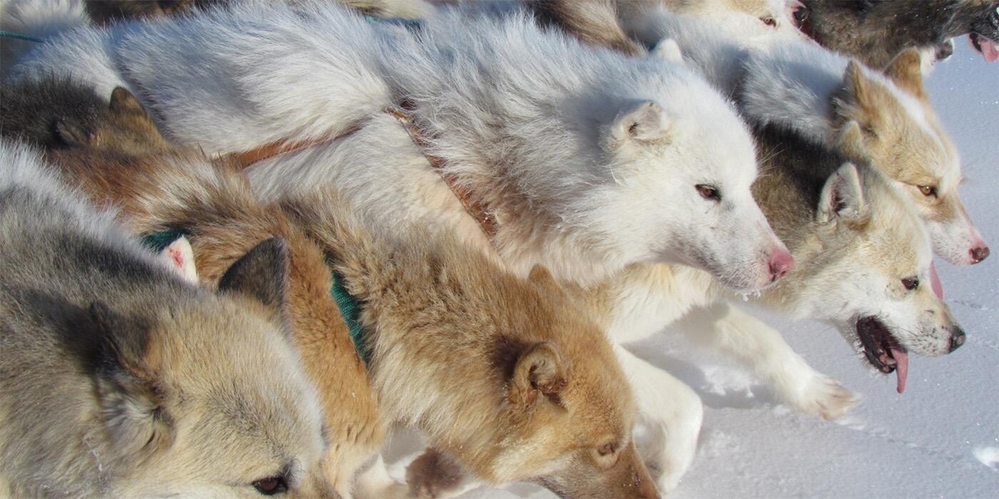 Hundeslæde i Ilulissat bagland