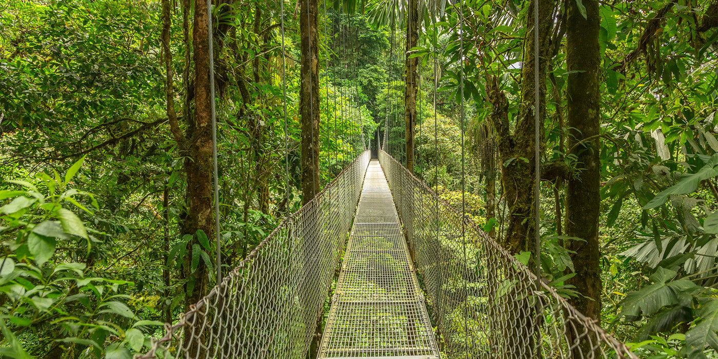 Gangbro i Costa Ricansk jungle. 