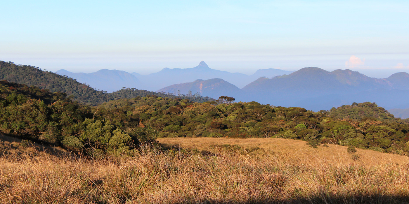 Enge med vildt græs og skove af tropiske træer i bakkelandskabet kendt som Horton Plains i Sri Lanka.