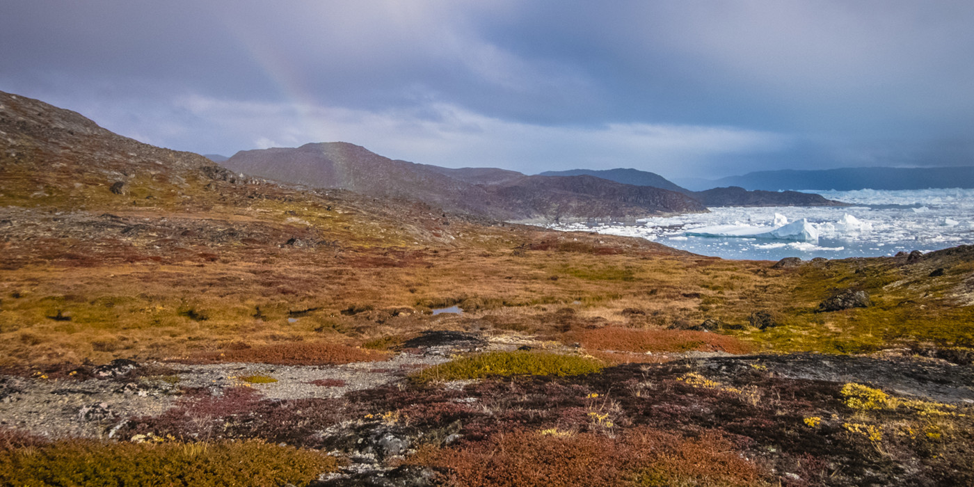 Klippelandskab dækket i kort, rødlig fauna, med udsigt over fjord med isbjerge. 