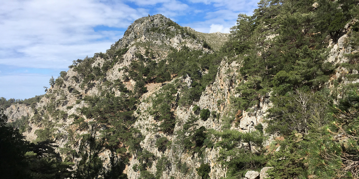 Gråt klippebjerg på Kreta, som er delvist dækket af grønne nåletræer, med blå himmel.