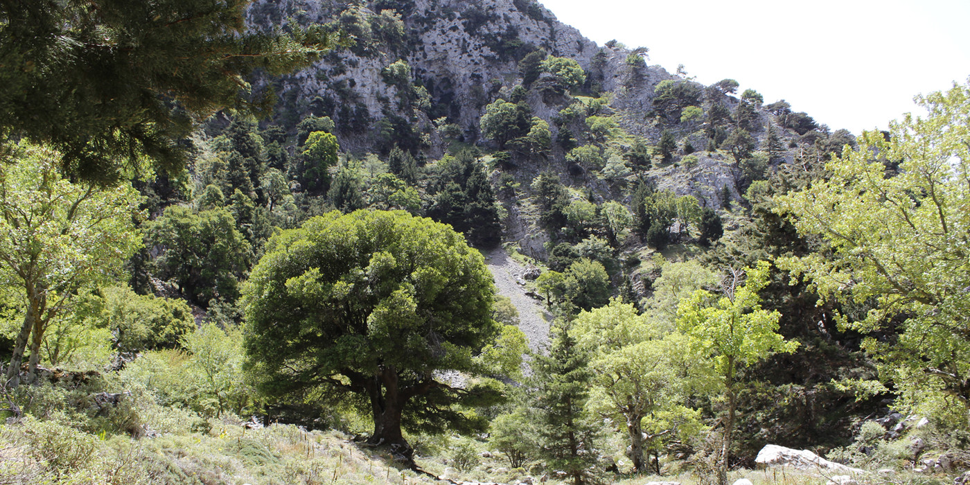 Frodig natur, som kan opleves på vandreferie på Kreta. 