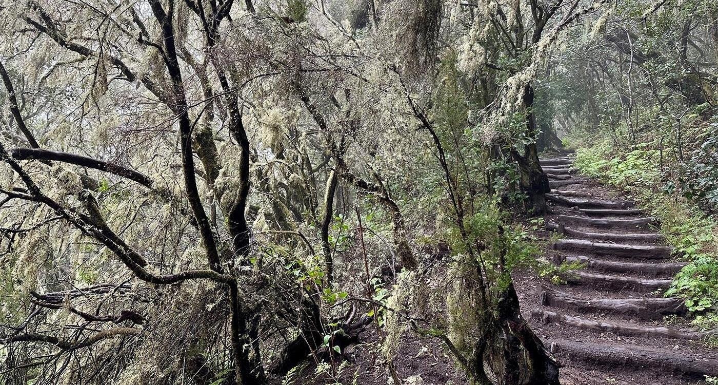 Vandring gennem tågeskoven 