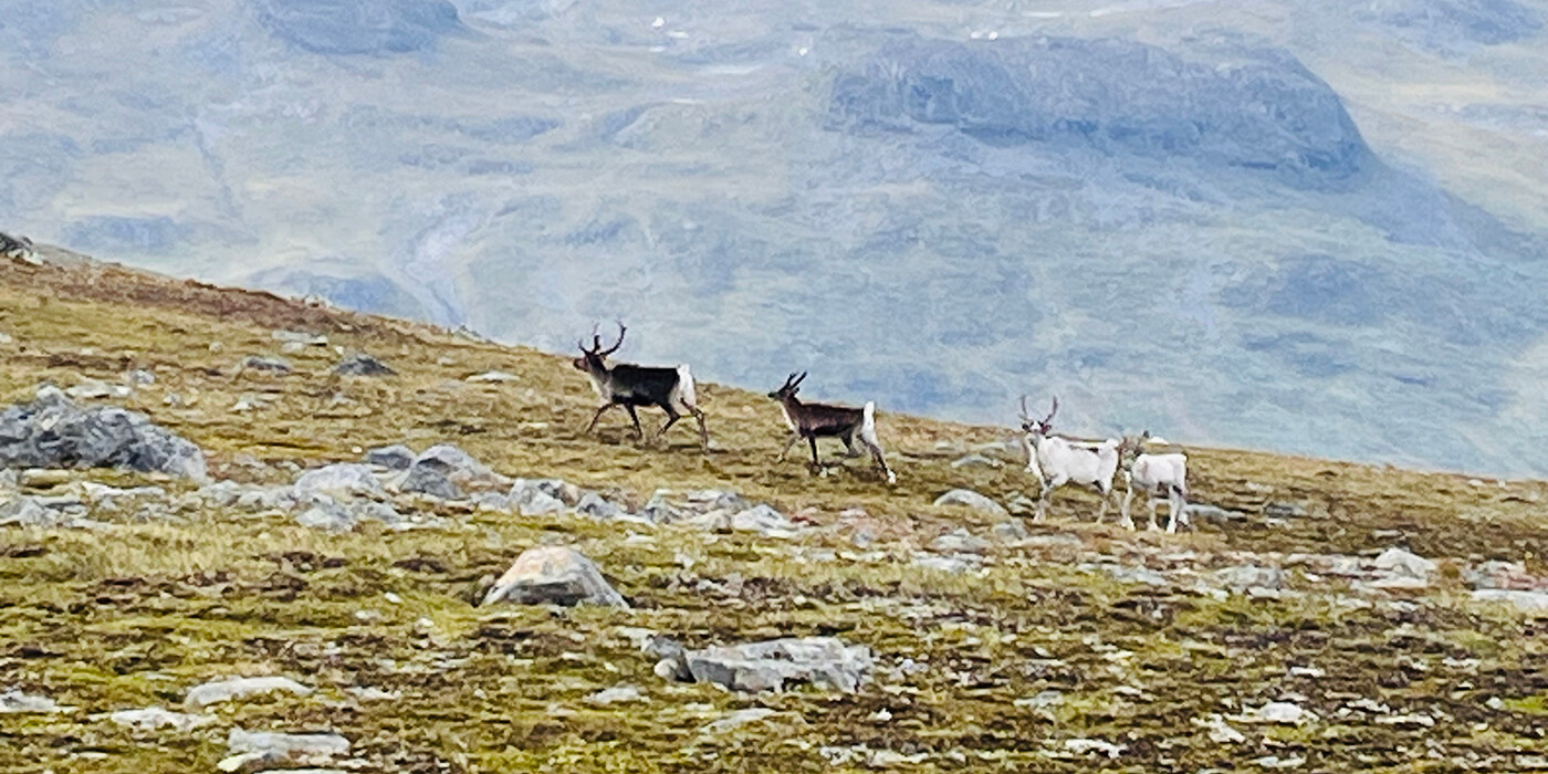 Rensdyr på vej mod Fondsbu
