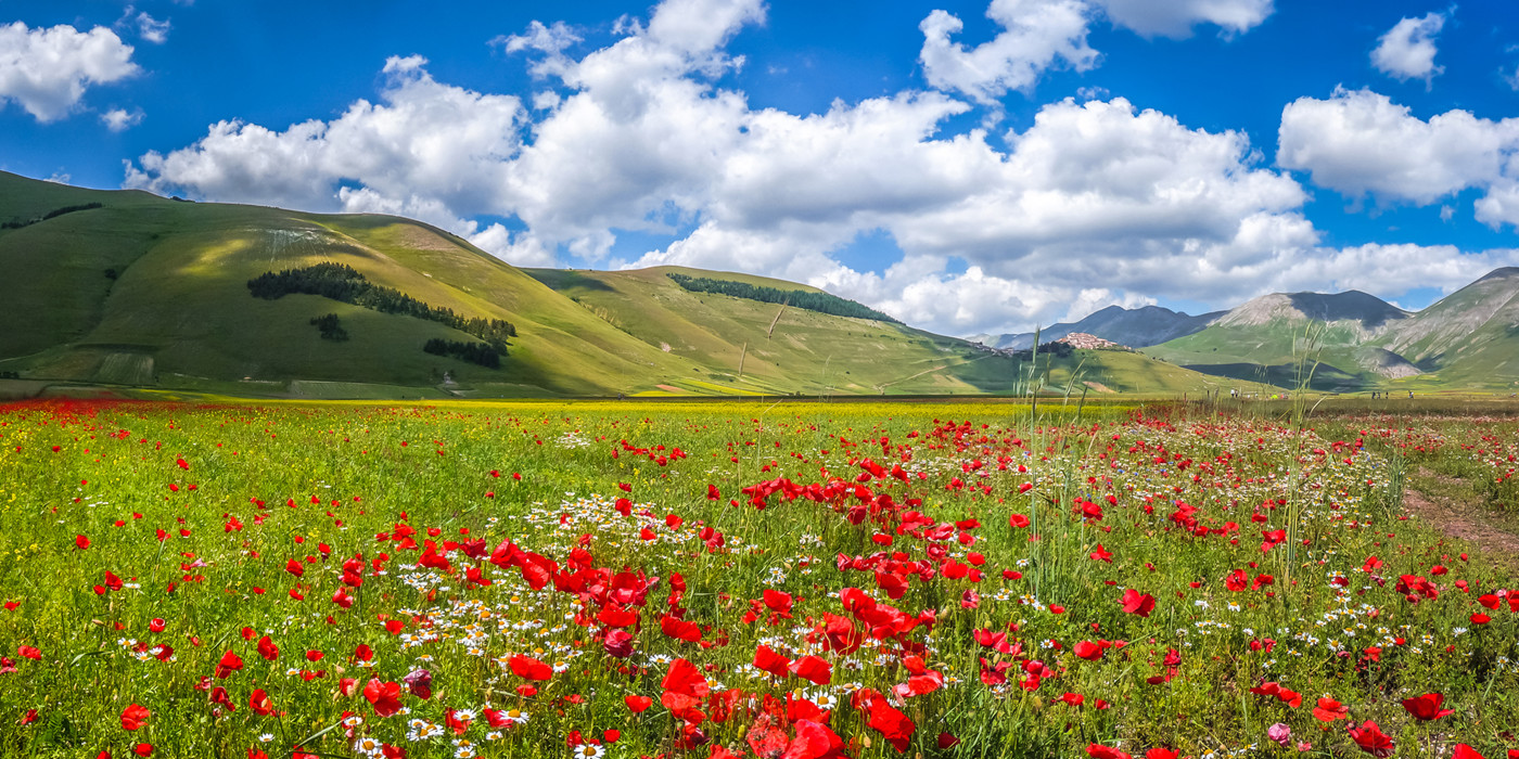 Idyllisk blomstereng med udsigt over grønne bakker og bjerge, og blå himmel med hvide cumulus-skyer.