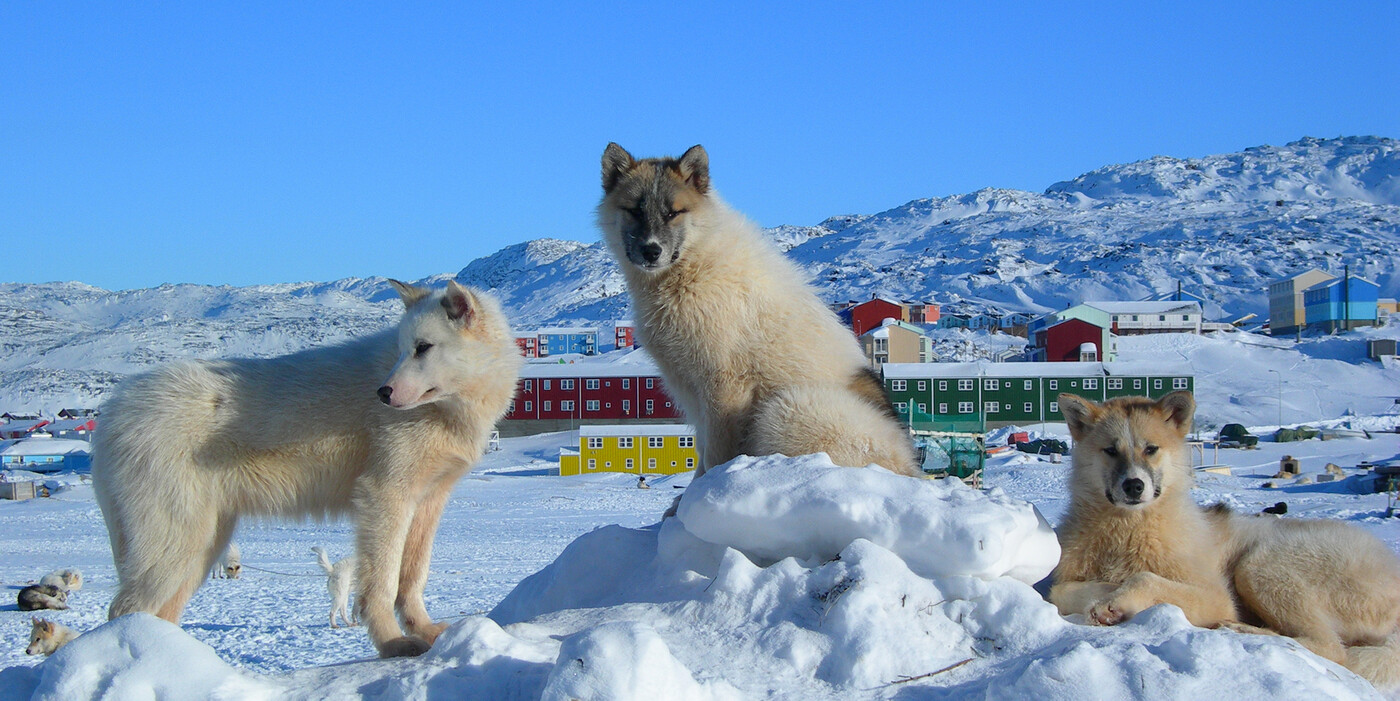 Hunde i Grønland