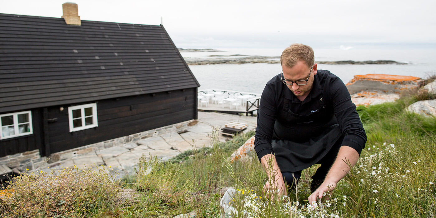 Urterne plukkes i lokalområdet