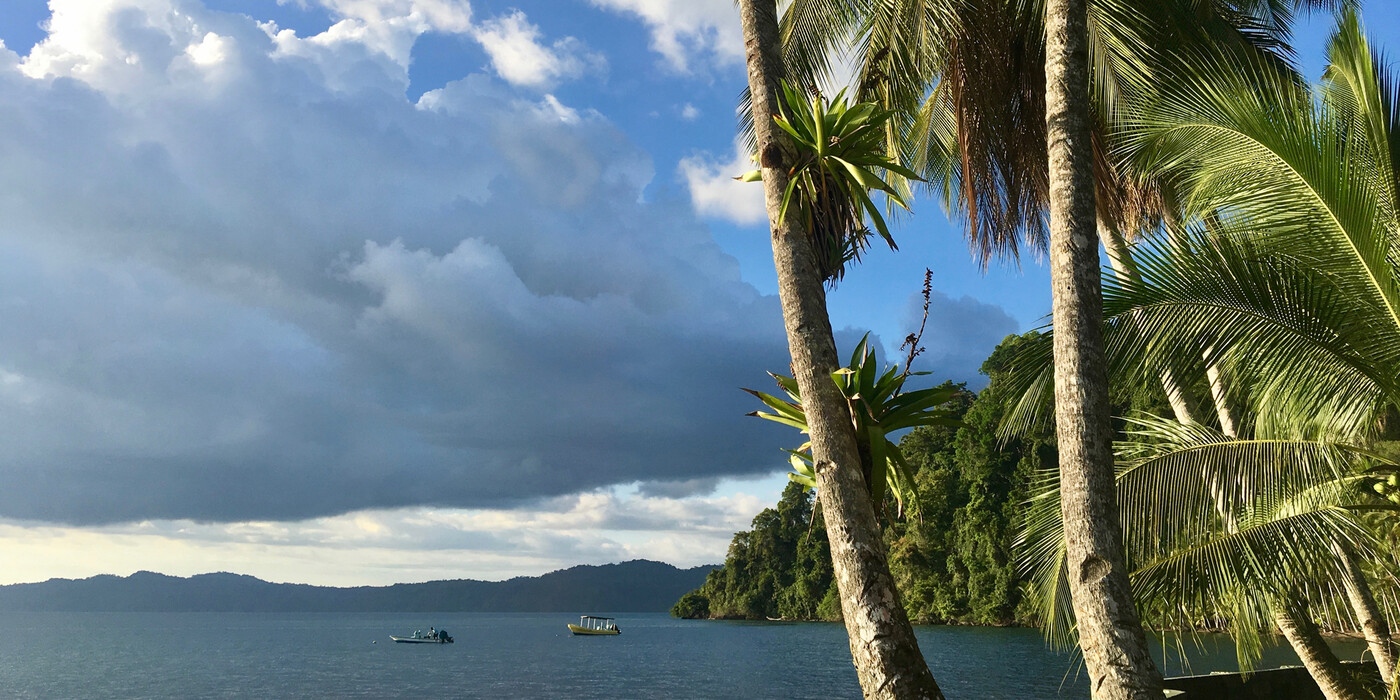 Palmer ved strandkyst i forgrunden, med hav, både og kyststrækning i baggrunden.