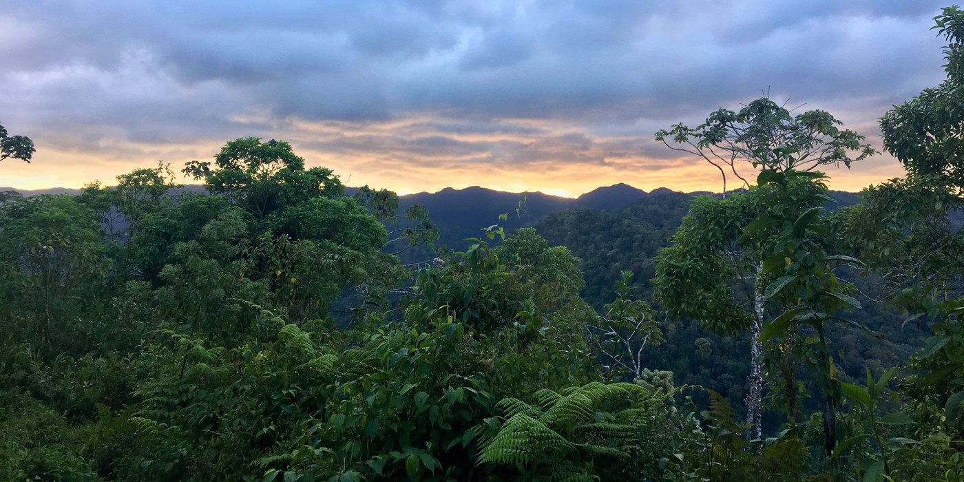 Udsigt over regnskov med bjerge og solnedgang i horisonten. 