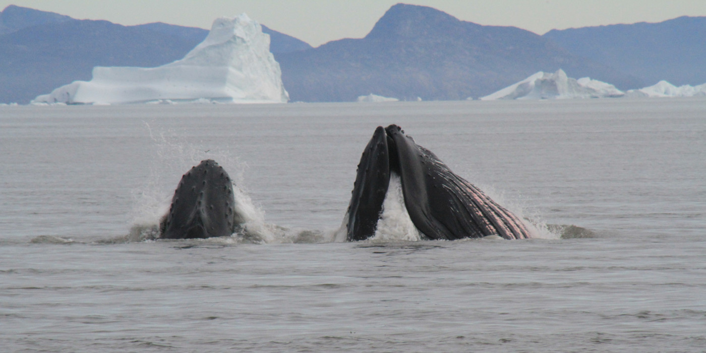 Hvaler bryder havoverfladen med isbjerge og bjerge i baggrunden.