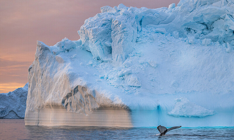 Big Arctiv Five: Hval og is