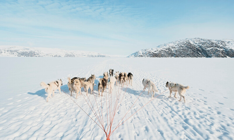 Hundeslæde i Ilulissat bagland