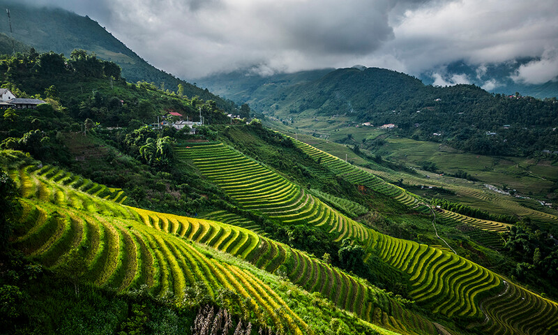 Rismarker i Sapa
