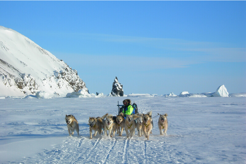 Hundeslæde