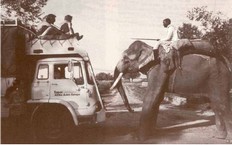 Lastbil holder overfor elefant. 