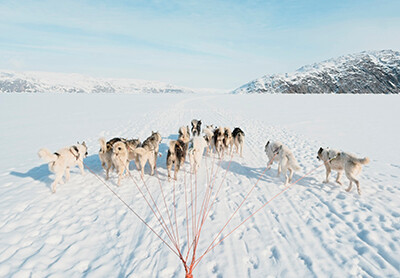 Hundeslæde i Grønland