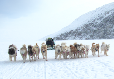 Hundeslæde i Grønland
