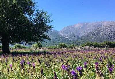 Vandreferie på Kreta blandt bjerge og blomster.