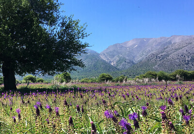 Kreta er frodig med træer, blomster og krydderurter